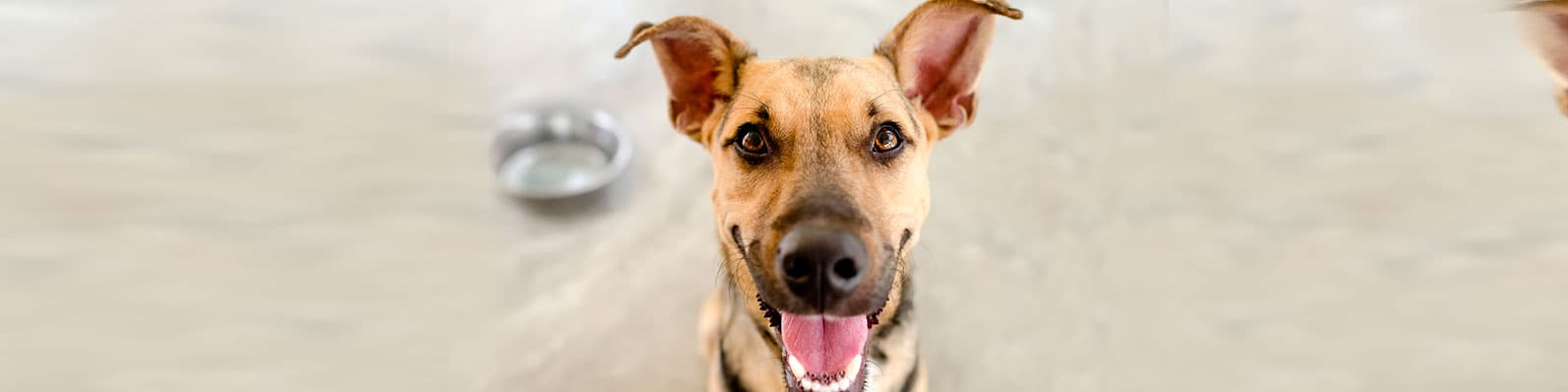 Imagen de Perros rescatados: Conoce estas 5 increíbles transformaciones