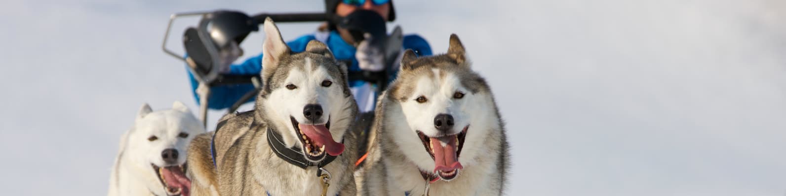 Imagen de Trabajos para perros: labores profesionales para caninos