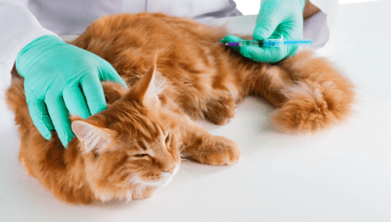 Imagen de Vacunas para gatos: ¿Qué pasa si las olvido?