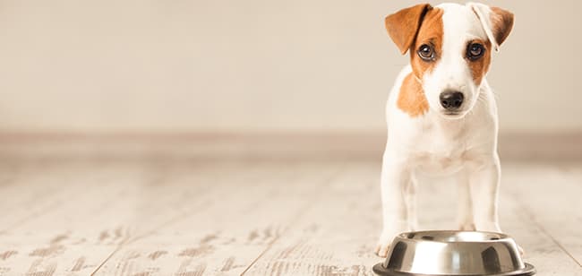Imagen de Cuál alimento para cachorros es mejor: conoce las opciones en Colombia