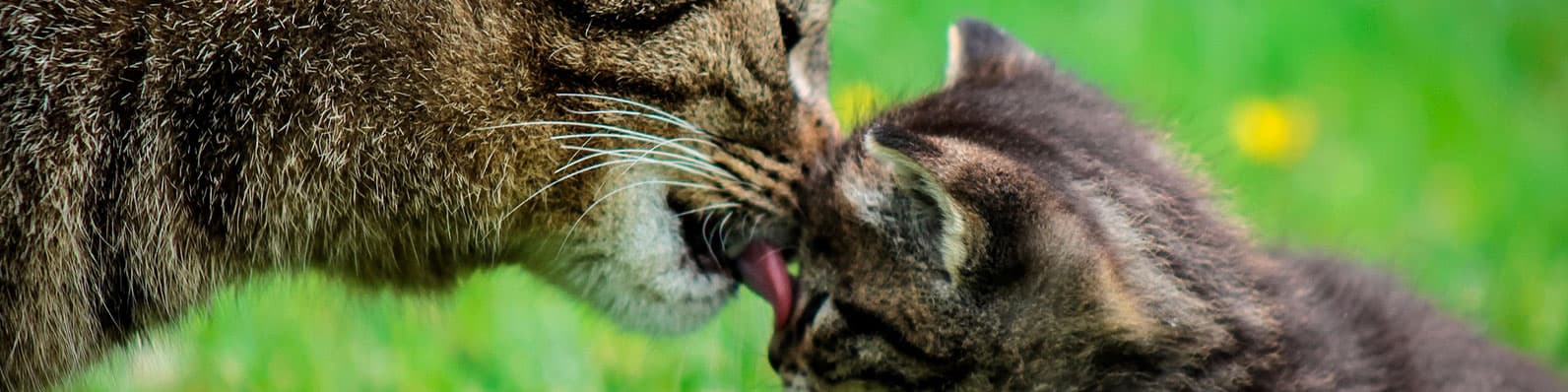 Imagen de Mal aliento en gatos: 5 causas que no conocías