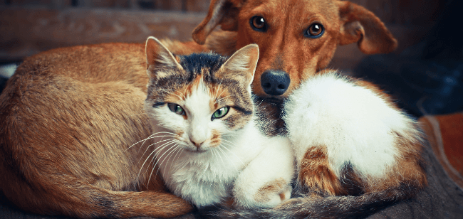 Imagen de ¿Cómo evitar que tu mascota se pierda? Sigue estos 9 tips