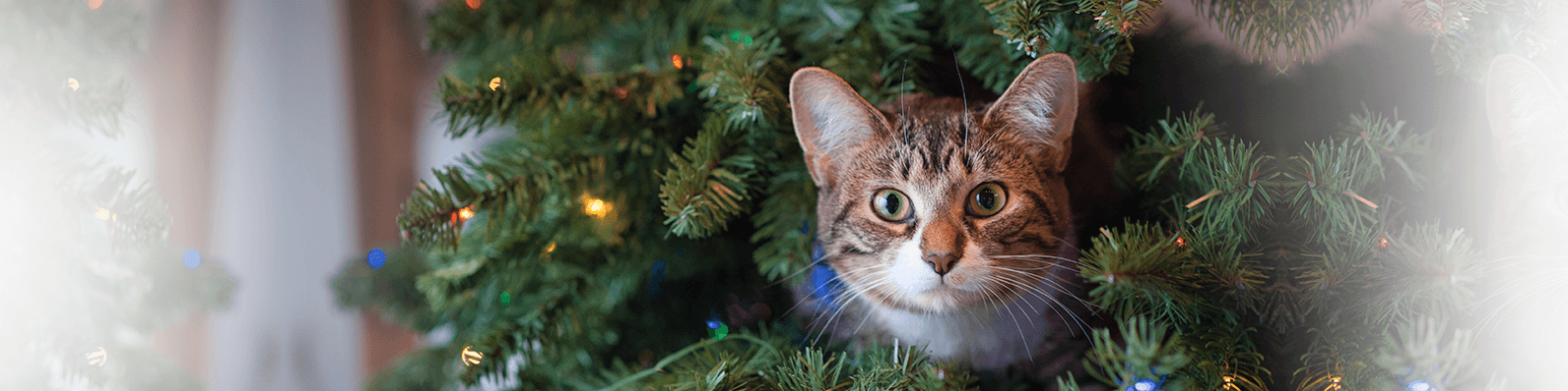 Imagen de ¿Cómo evitar que tu gato ataque el árbol de navidad?