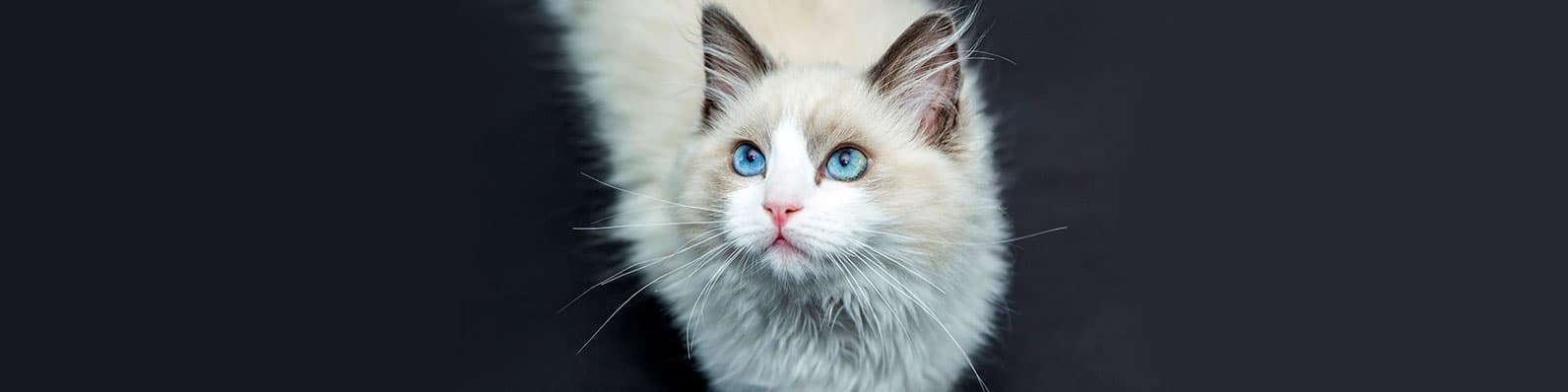 Imagen de Tendencias en cortes para gatos de pelo largo