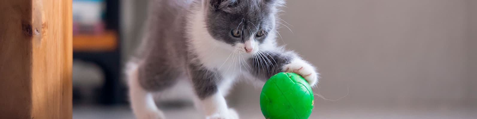 Imagen de Hábitos de los gatos: ¿Cómo interpretarlos?