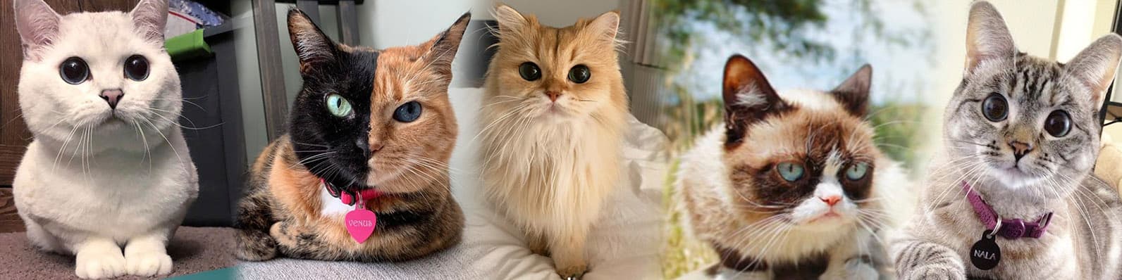 Imagen de ¿Conoces los 6 gatos más famosos de Instagram?