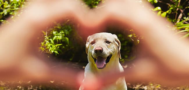 Imagen de Conoce cómo mejorar la salud intestinal de tu mascota