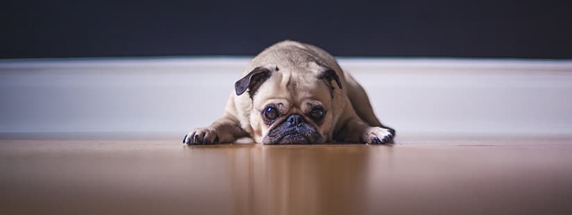 Imagen de Test para identificar si tu perro sufre de ansiedad por separación