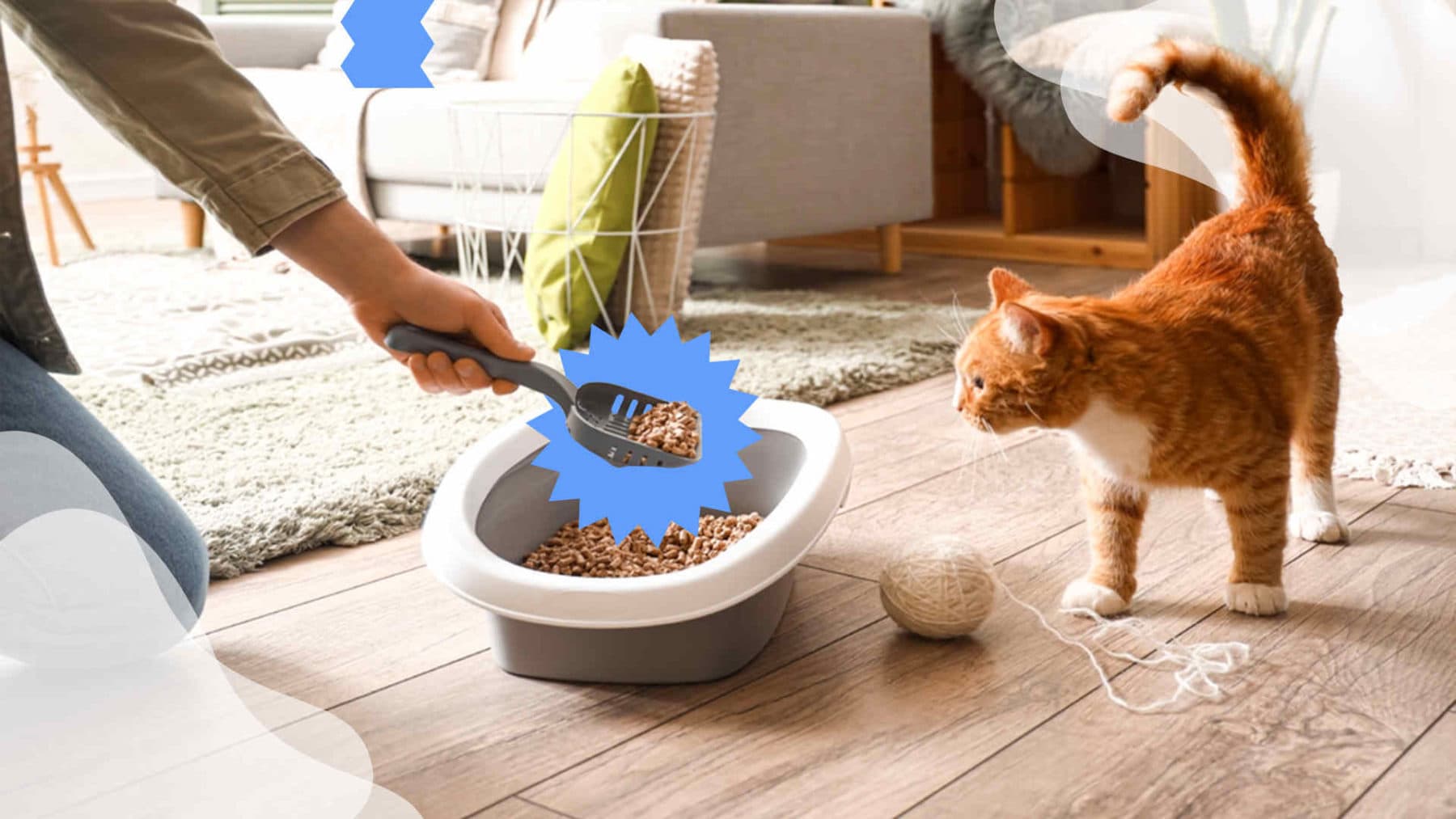 Imagen de ¿Cómo detectar de manera fácil problemas urinarios en mi gato?
