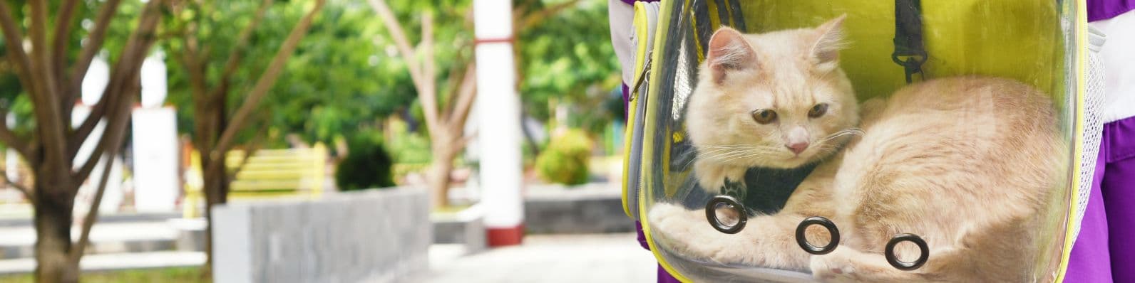 Imagen de Semana Santa con mascotas: los mejores planes para disfrutar con tu perro o gato