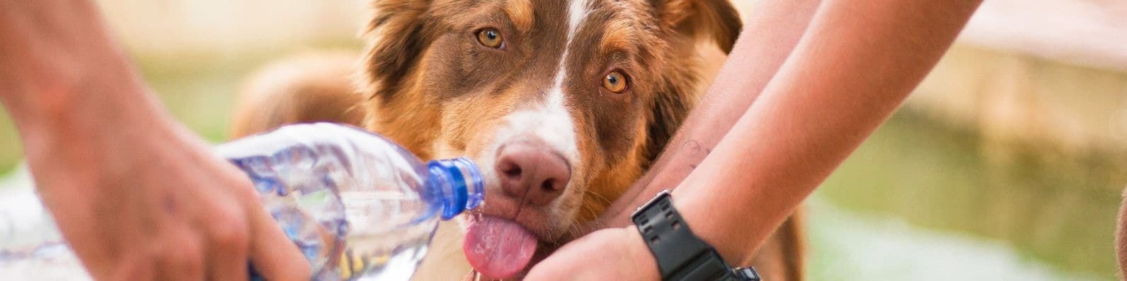 Imagen de Hidratación en mascotas: importancia y beneficios