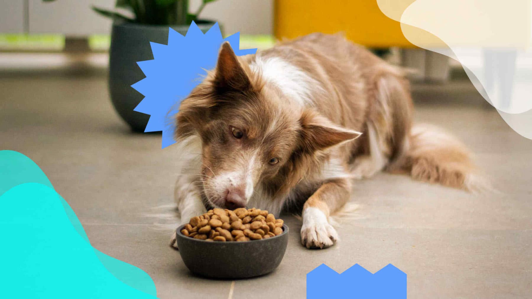 Imagen de Cómo leer la tabla nutricional para perros