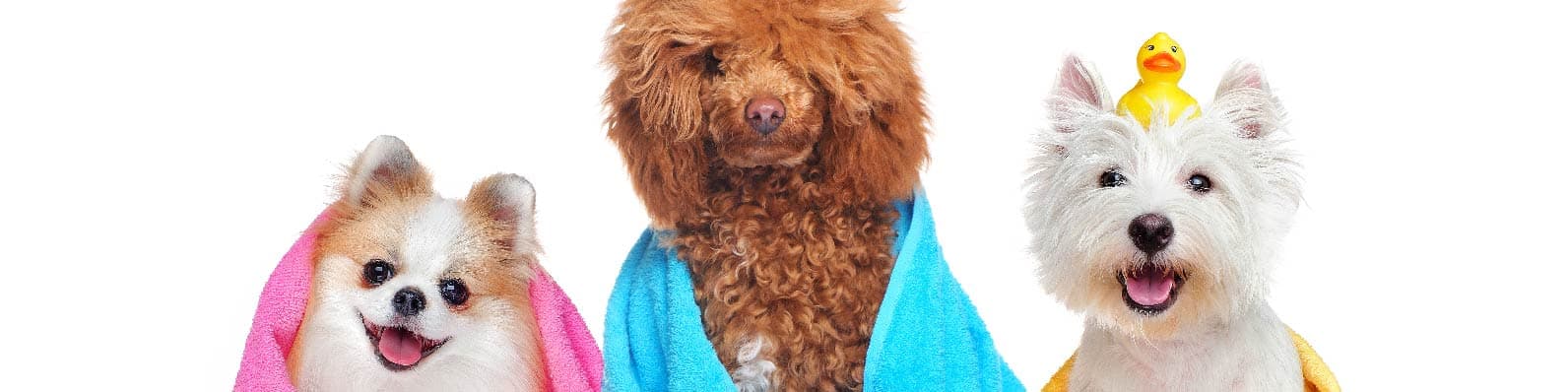 Imagen de ¡Bañar a un perro! ¿Cada cuánto, cómo y con qué hacerlo?