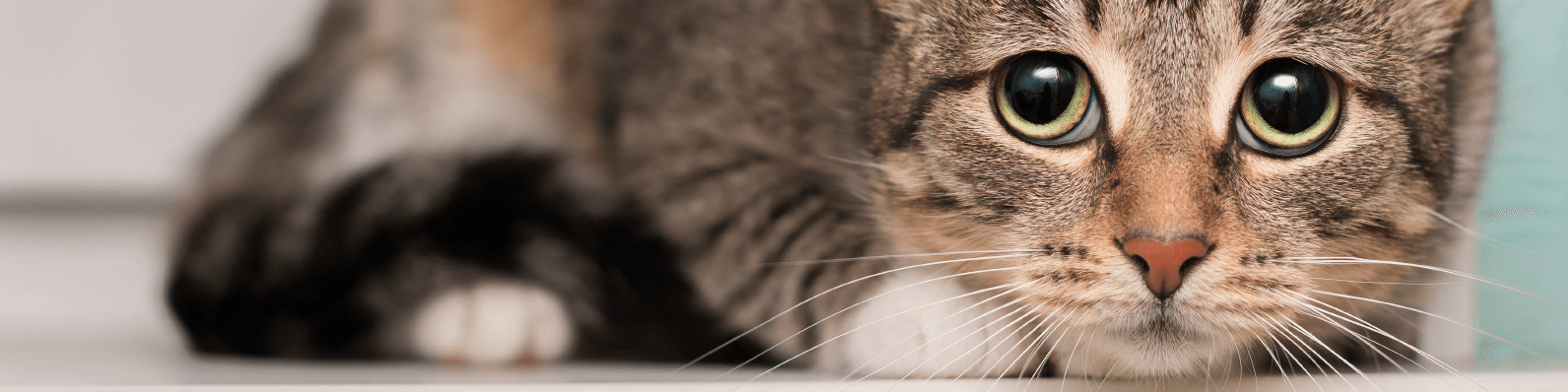 Imagen de Cómo mantener seguro a tu gato en Halloween