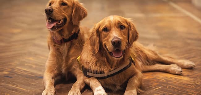 Imagen de Perro guía para personas, todo lo que debes saber