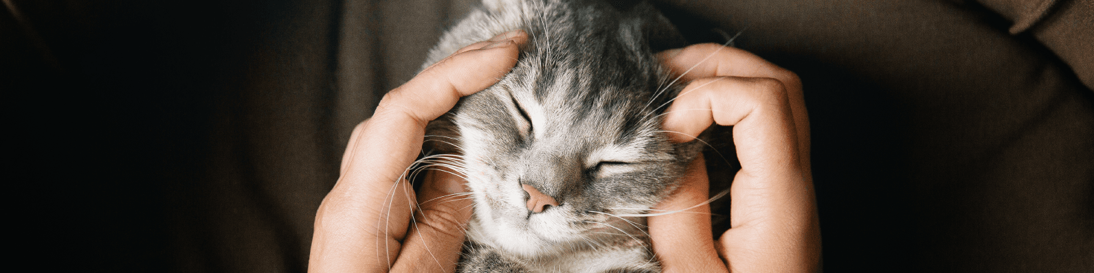 Imagen de ¿Cuántos años vive un gato de interior? ¡Descúbrelo aquí!