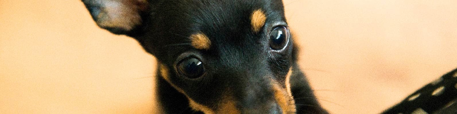 Imagen de Ansiedad en perros: ¿Cómo identificarla y resolverla?
