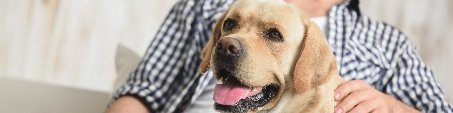 Imagen de Ansiedad por tormentas en perros: Te decimos cómo ayudarlo