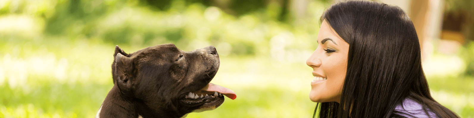 Imagen de 10 mascotas hipoalergénicas para personas con alergiass