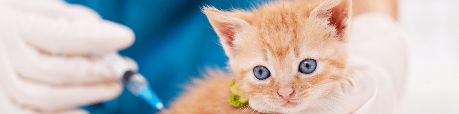 Imagen de Evita el estrés de tu gato al ir al veterinario