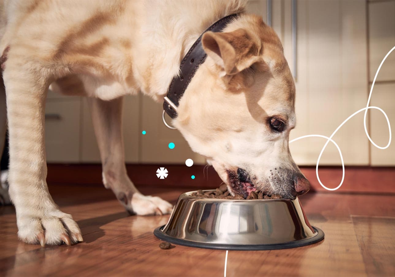 Imagen de ¿Qué alimentos puedo darle a un perro senior?