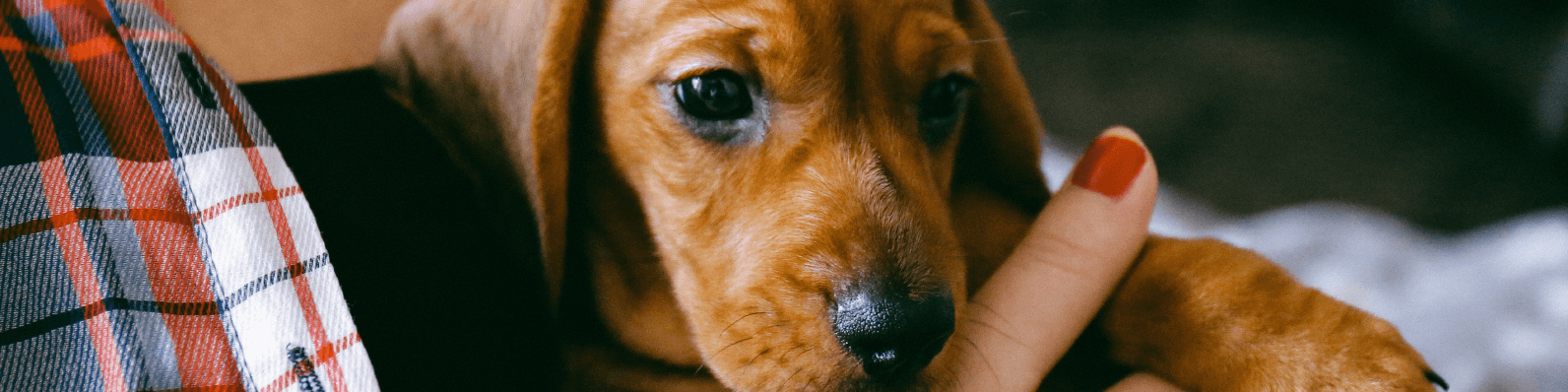 Imagen de Cómo mantener seguro a tu perro en Halloween