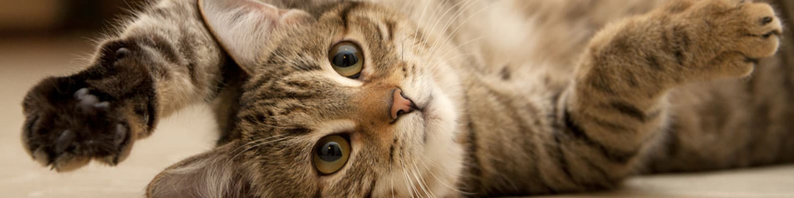Imagen de Gata en celo: síntomas, duración, frecuencia, mitos y tips