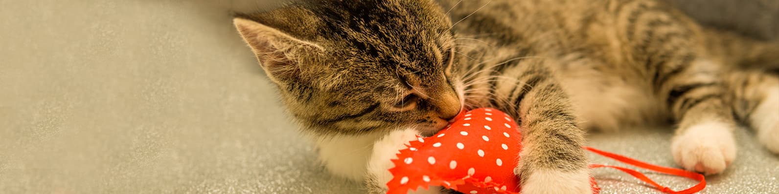 Imagen de 3 razones para celebrar el día de San Valentín con tu mascota