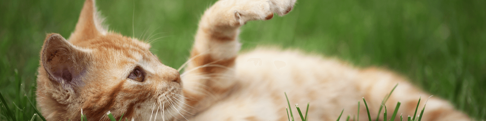 Imagen de Consejos para que tu gato use la caja de arena