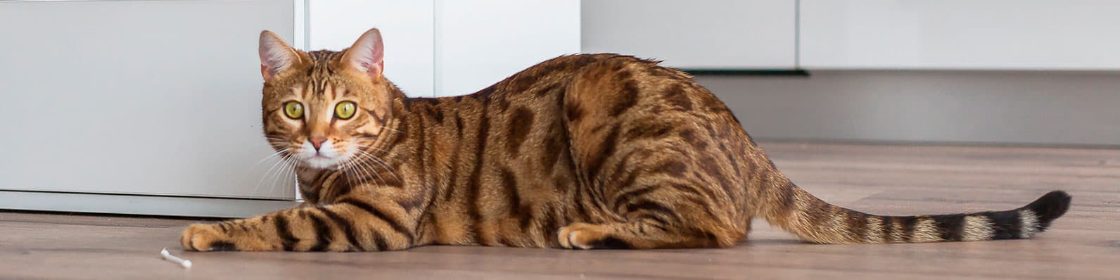 Imagen de Lenguaje de los gatos: Entiende lo que tu felino quiere decirte