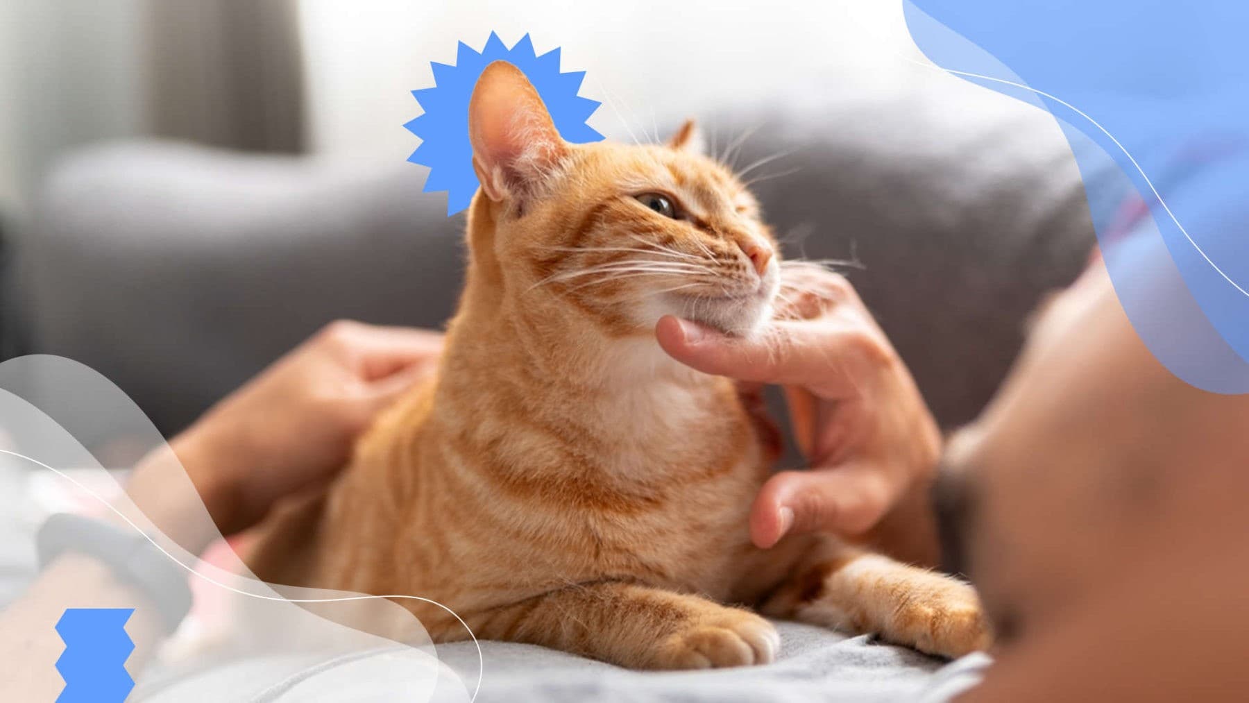 Imagen de Plan de vacunación para gatitos