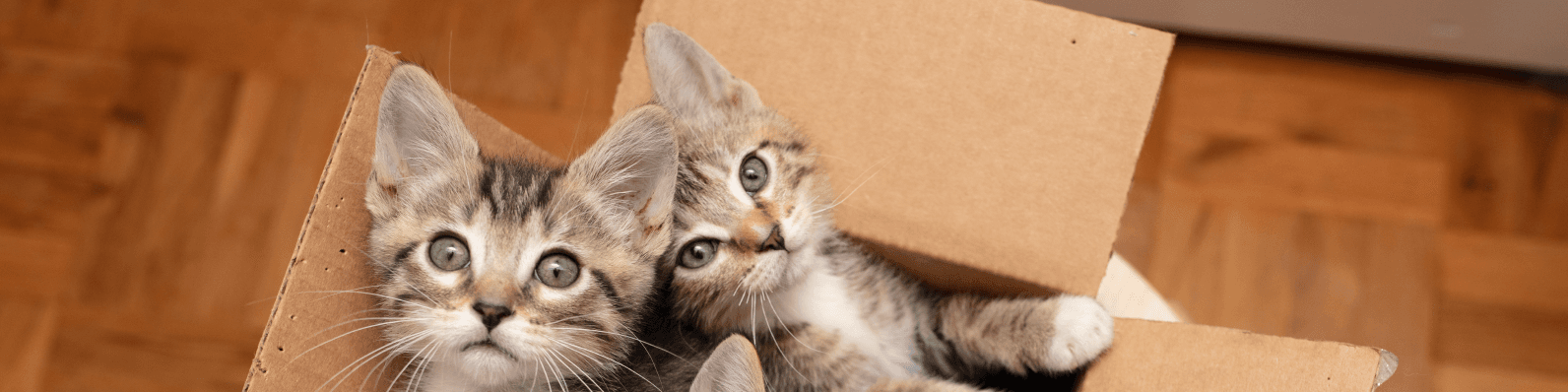Imagen de ¿Cómo evitar que tus gatos peleen? ¡Descúbrelo aquí!