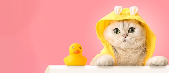 Imagen de ¿Cómo darle el mejor primer baño a tu gato bebé?