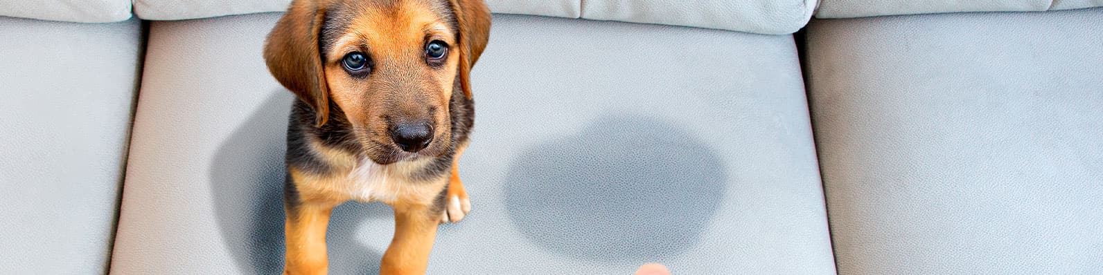 Imagen de 6 Pasos sencillos para enseñarle a tu cachorro ir al baño