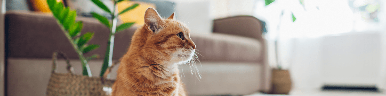 Imagen de Cómo reducir las bolas de pelo en un gato