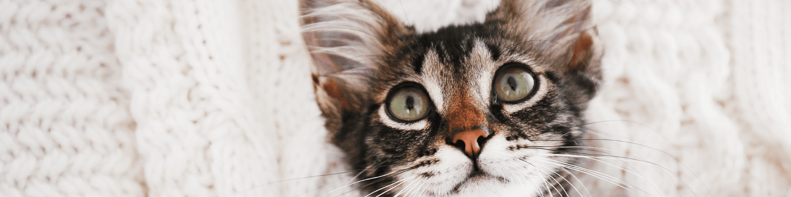 Imagen de Cómo elegir la mejor comida para gatos bebés