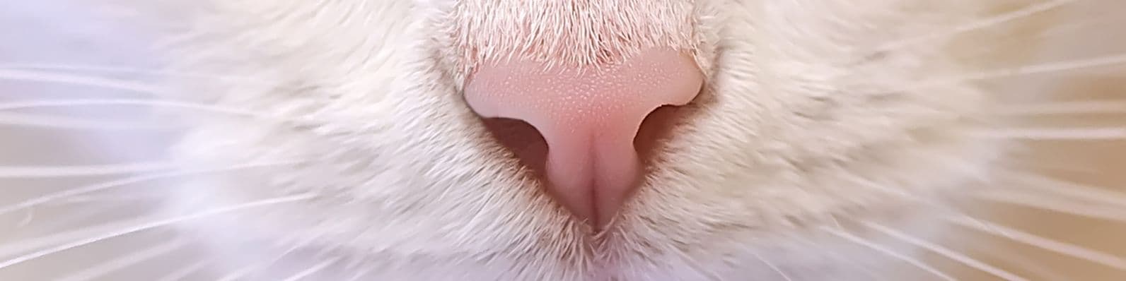 Imagen de ¿Existe el moquillo en gatos?