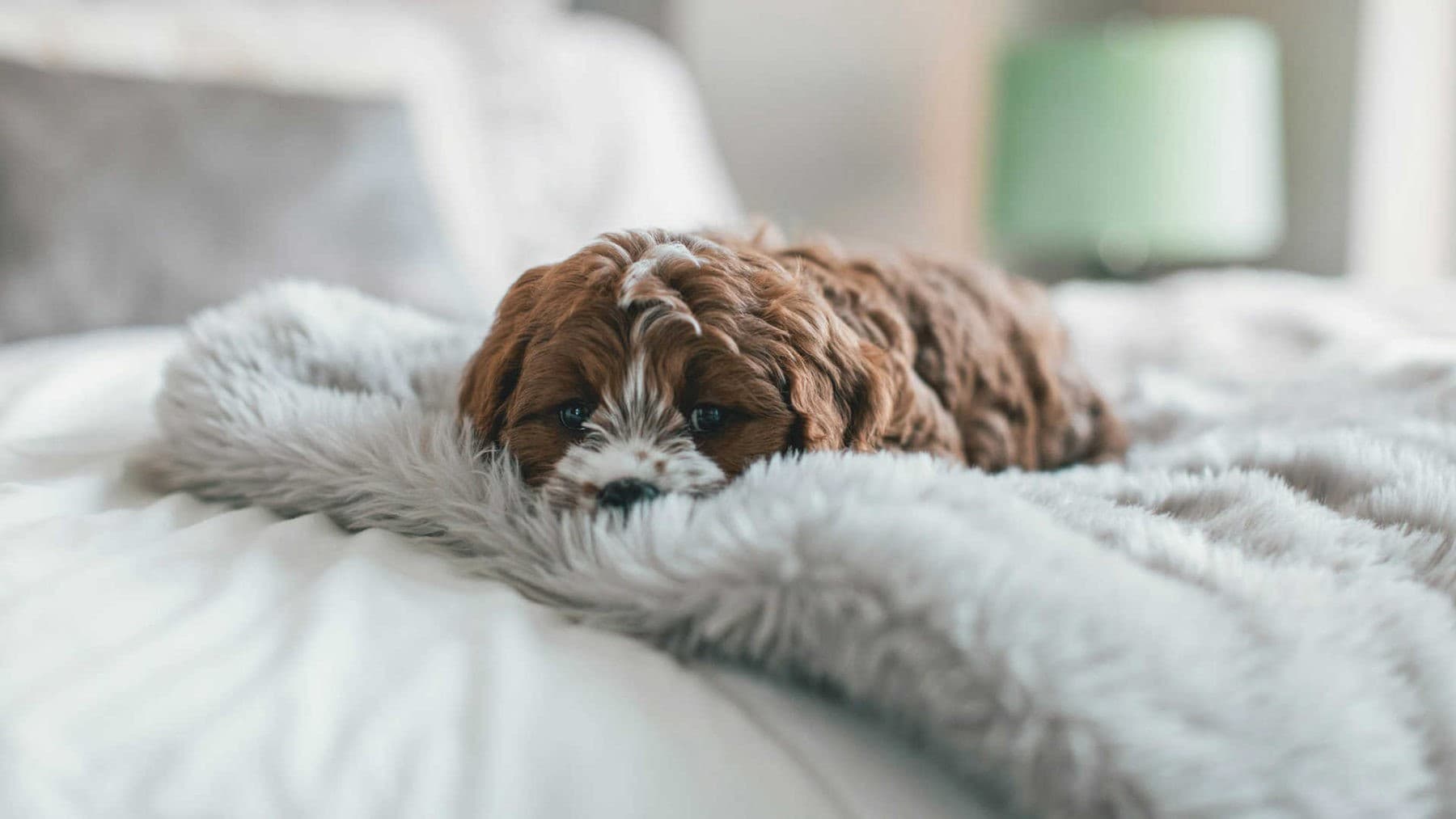 Imagen de 10 Síntomas de un perro enfermo del estómago