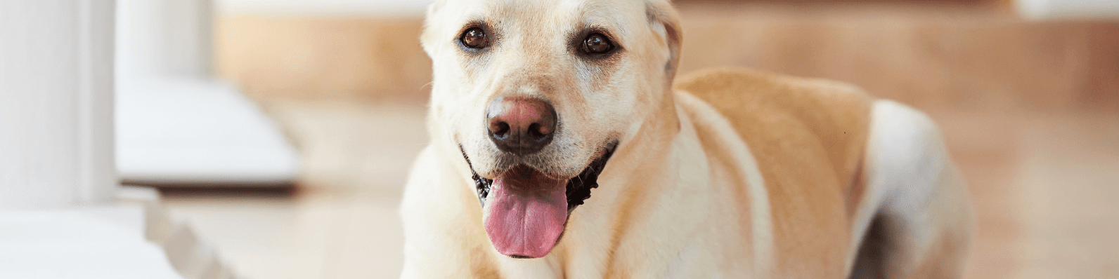 Imagen de ¿Cuál es la razón por la que tu perro come popó?