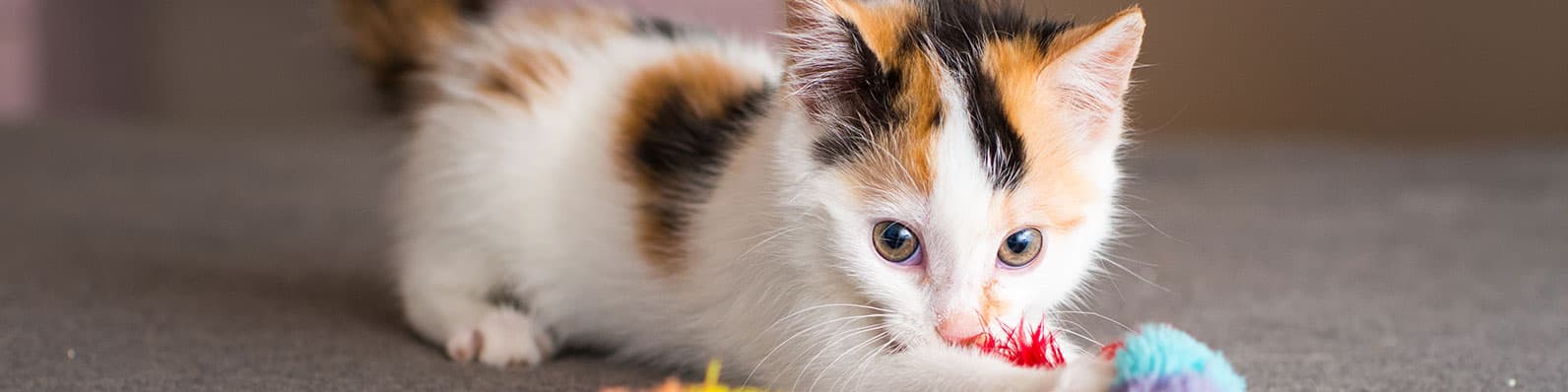 Imagen de Cómo evitar que tu gato arañe los muebles: Descúbrelo aquí