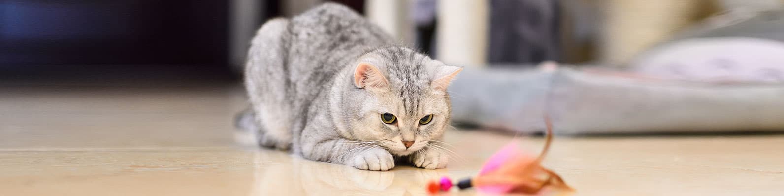 Imagen de ¿Marcaje en gatos? ¡Elimina el mal olor de su orina!
