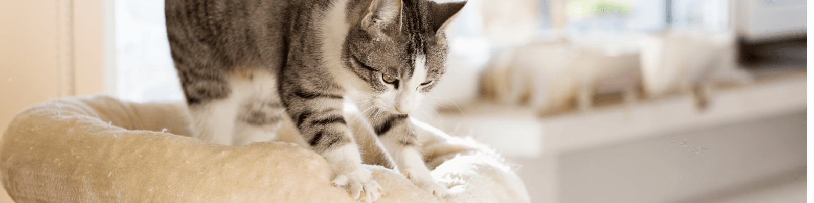 ¿Por qué los gatos amasan? ¡Descúbrelo ya aquí!