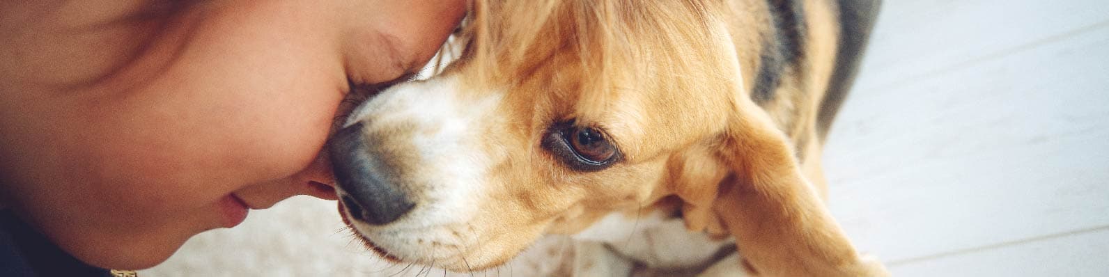 Imagen de Cómo crear un vínculo con tu perro en amor y amistad