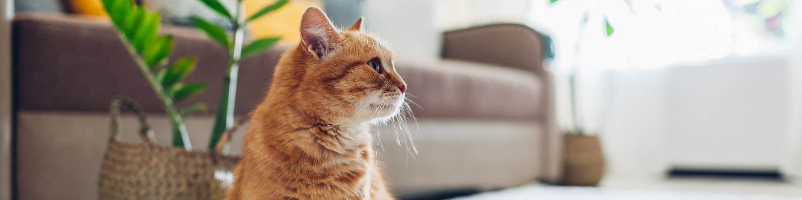 Imagen de Mi gato es agresivo con mi otro gato ¿Qué puedo hacer?