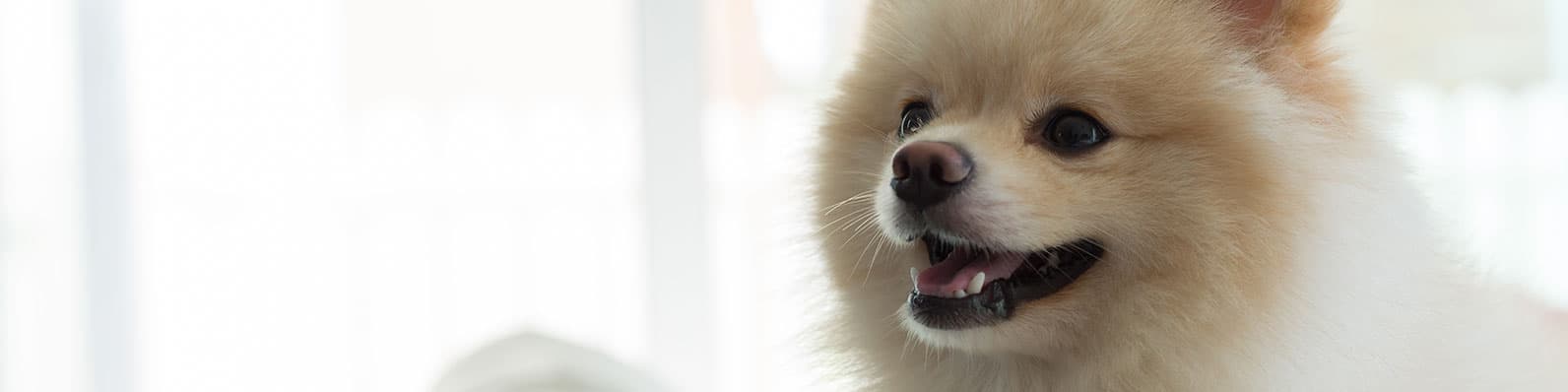 Imagen de Cómo dejar a tu perro solo en casa sin causarle estrés