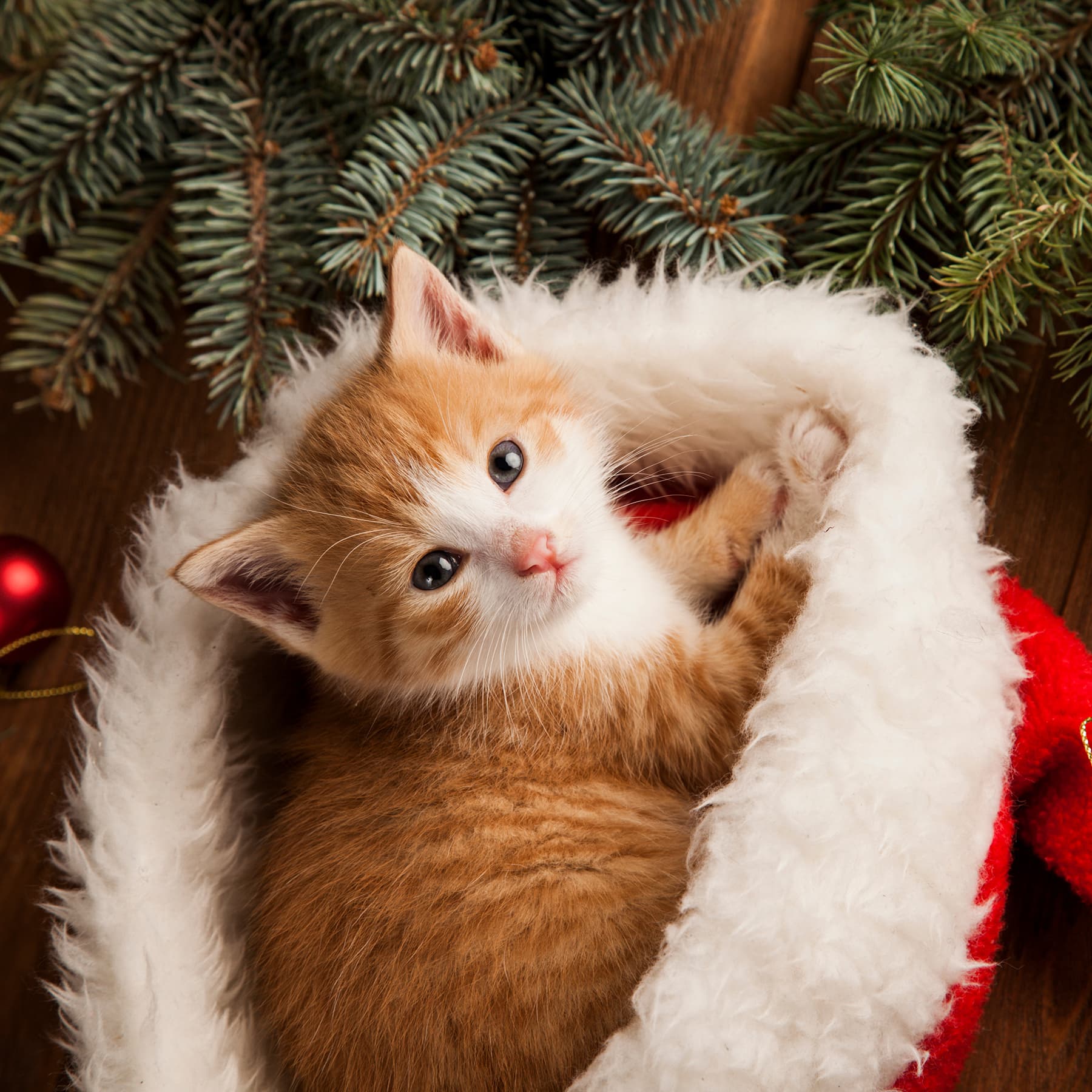 Imagen de Navidad tranquila y armoniosa para tu mascota con las Esencias Florales
