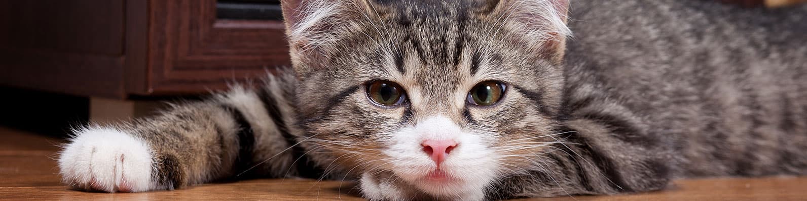 Imagen de Descubre los 6 mejores consejos para viajar con gatos