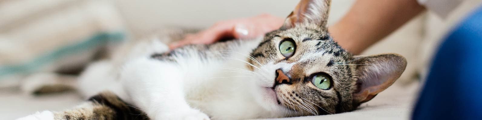 Imagen de Día del gato: 8 de agosto ¿Por qué y cómo celebrarlo?