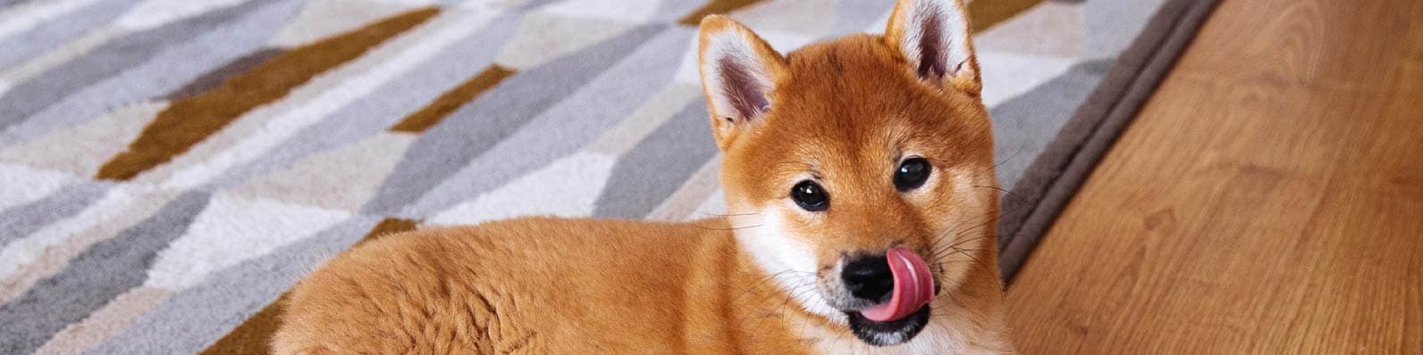Imagen de ¿Tu perro ladra mucho? ¡Te damos 7 tips para calmarlo!