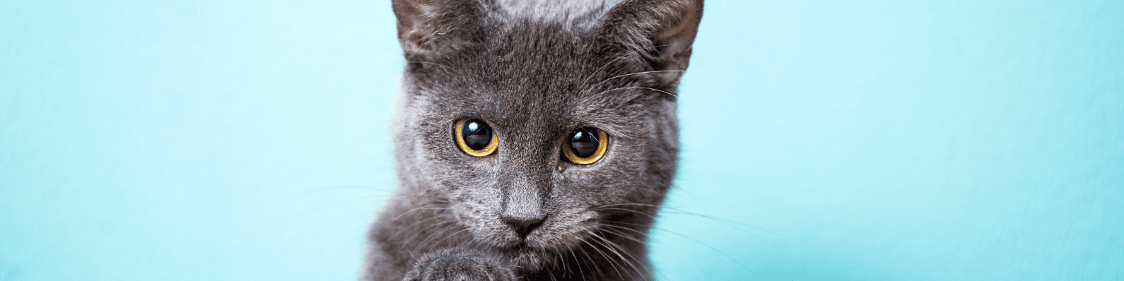 Imagen de Tips para mudarte de casa con tu gato